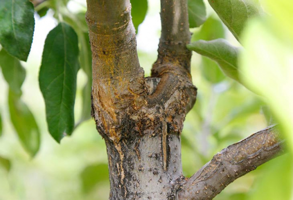 6 основных причин болезней плодовых деревьев, из-за которых может снизиться урожайность